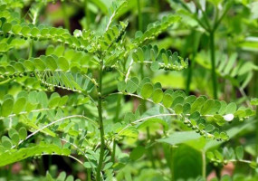 Thảo dược trị viêm gan
